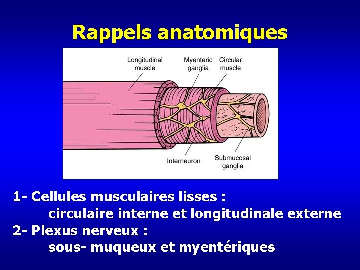 Rappels anatomiques 1 - Cellules musculaires lisses : circulaire interne et longitudinale externe 2