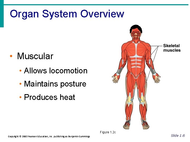 Organ System Overview • Muscular • Allows locomotion • Maintains posture • Produces heat