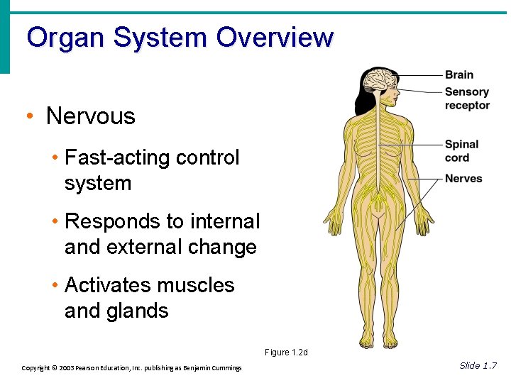 Organ System Overview • Nervous • Fast-acting control system • Responds to internal and