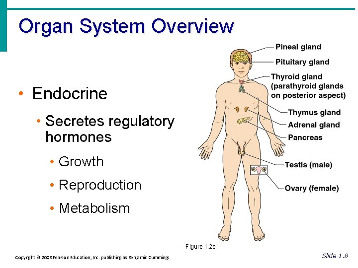 Organ System Overview • Endocrine • Secretes regulatory hormones • Growth • Reproduction •