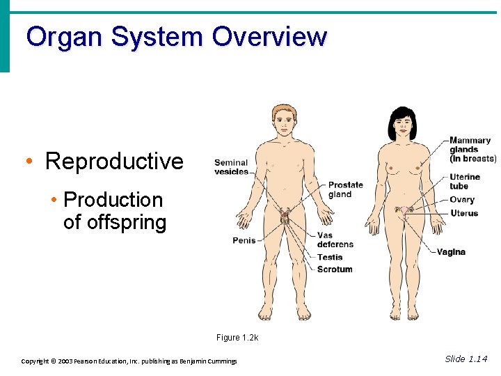 Organ System Overview • Reproductive • Production of offspring Figure 1. 2 k Copyright