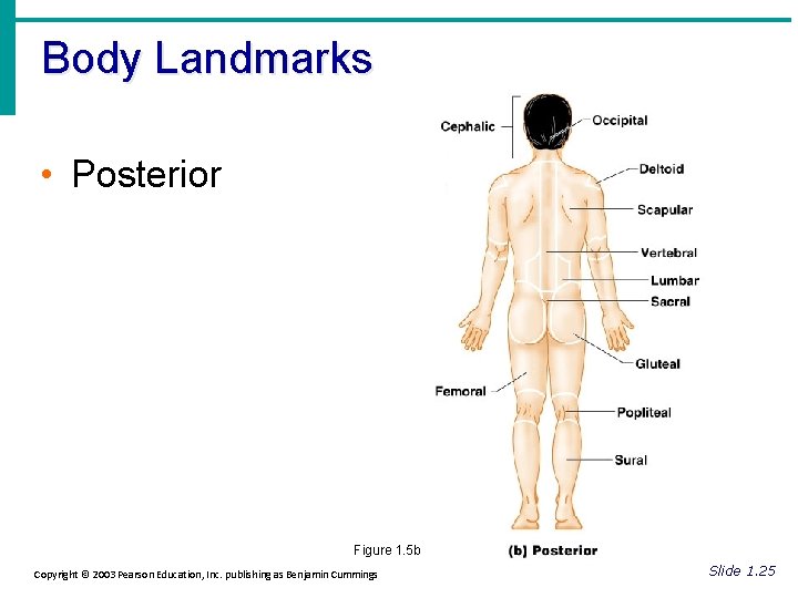 Body Landmarks • Posterior Figure 1. 5 b Copyright © 2003 Pearson Education, Inc.