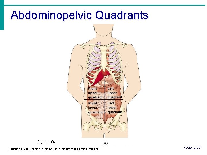 Abdominopelvic Quadrants Figure 1. 8 a Copyright © 2003 Pearson Education, Inc. publishing as