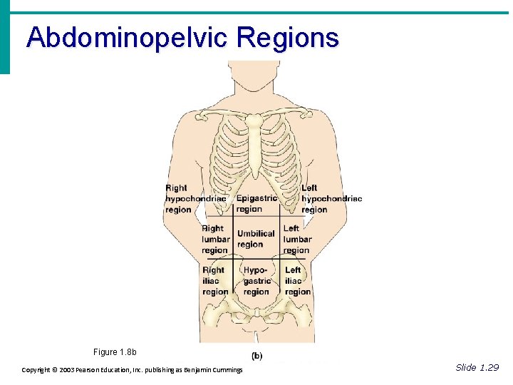 Abdominopelvic Regions Figure 1. 8 b Copyright © 2003 Pearson Education, Inc. publishing as