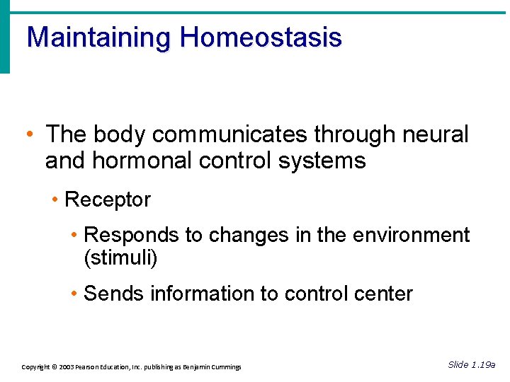 Maintaining Homeostasis • The body communicates through neural and hormonal control systems • Receptor