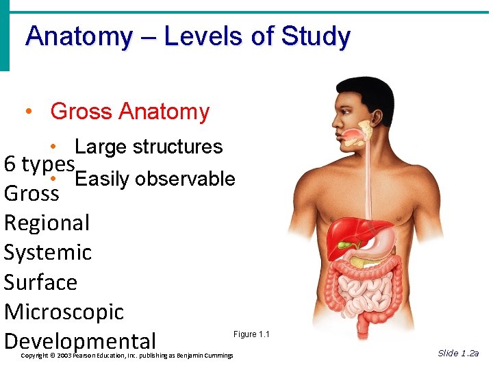 Anatomy – Levels of Study • Gross Anatomy • Large structures 6 types •