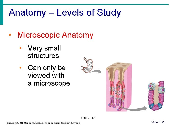Anatomy – Levels of Study • Microscopic Anatomy • Very small structures • Can