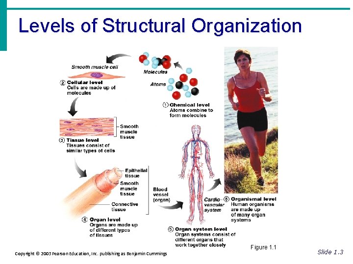 Levels of Structural Organization Figure 1. 1 Copyright © 2003 Pearson Education, Inc. publishing