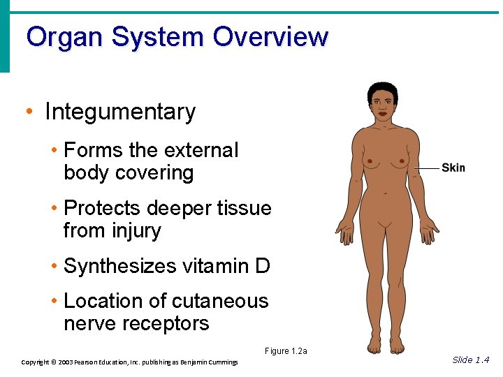 Organ System Overview • Integumentary • Forms the external body covering • Protects deeper