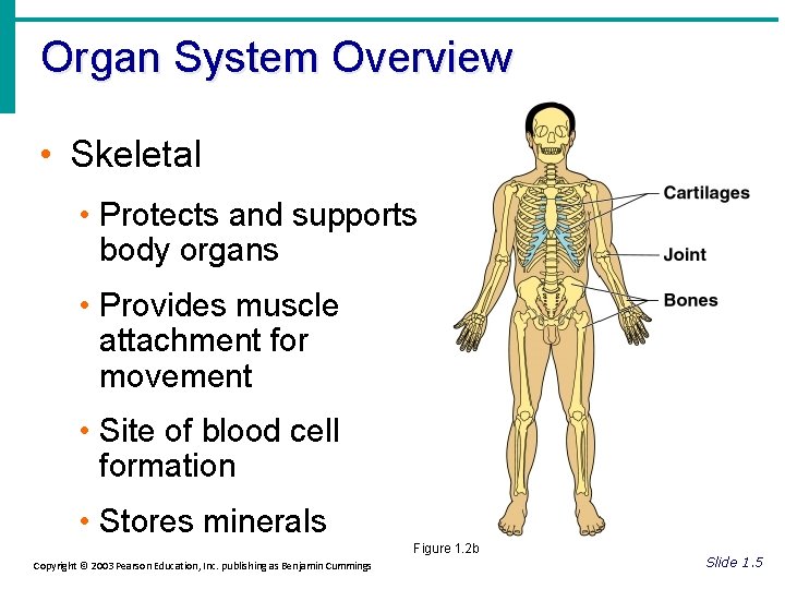 Organ System Overview • Skeletal • Protects and supports body organs • Provides muscle