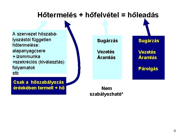 Hőtermelés + hőfelvétel = hőleadás A szervezet hőszabályozástól független hőtermelése: alapanyagcsere + izommunka +szekréciós