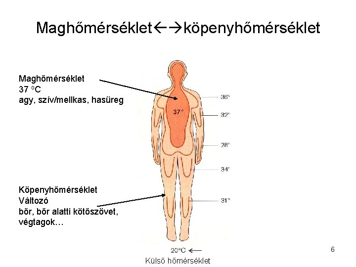 Maghőmérséklet köpenyhőmérséklet Maghőmérséklet 37 o. C agy, szív/mellkas, hasüreg Köpenyhőmérséklet Változó bőr, bőr alatti