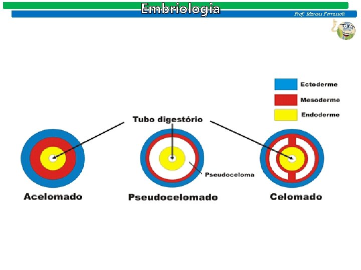 Embriologia Prof: Marcus Ferrassoli Embriologia Prof: Marcus Ferrassoli