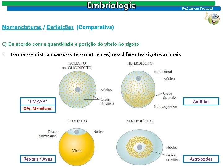 Embriologia Prof: Marcus Ferrassoli Nomenclaturas / Definições (Comparativa) C) De acordo com a quantidade