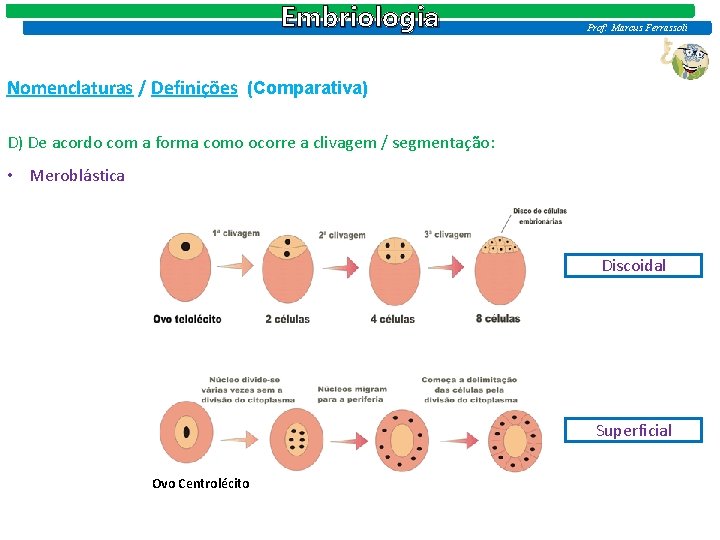 Embriologia Prof: Marcus Ferrassoli Nomenclaturas / Definições (Comparativa) D) De acordo com a forma