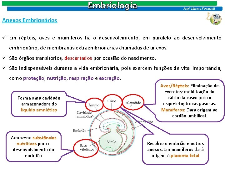 Embriologia Prof: Marcus Ferrassoli Anexos Embrionários ü Em répteis, aves e mamíferos há o Embriologia Prof: Marcus Ferrassoli Anexos Embrionários ü Em répteis, aves e mamíferos há o