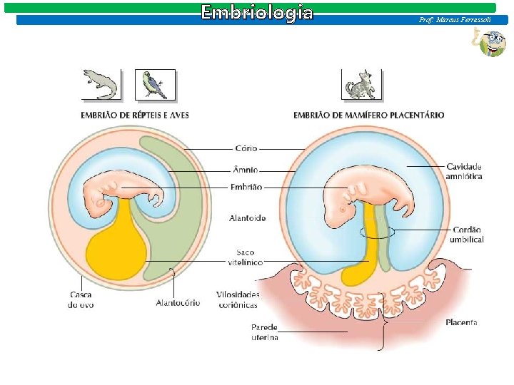 Embriologia Prof: Marcus Ferrassoli 