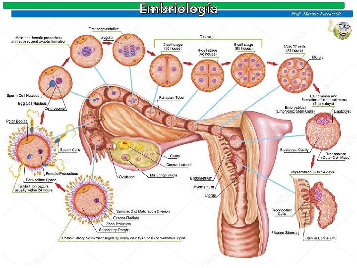 Embriologia Prof: Marcus Ferrassoli Embriologia Prof: Marcus Ferrassoli
