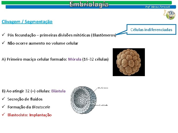 Embriologia Prof: Marcus Ferrassoli Clivagem / Segmentação Células indiferenciadas ü Pós fecundação – primeiras Embriologia Prof: Marcus Ferrassoli Clivagem / Segmentação Células indiferenciadas ü Pós fecundação – primeiras