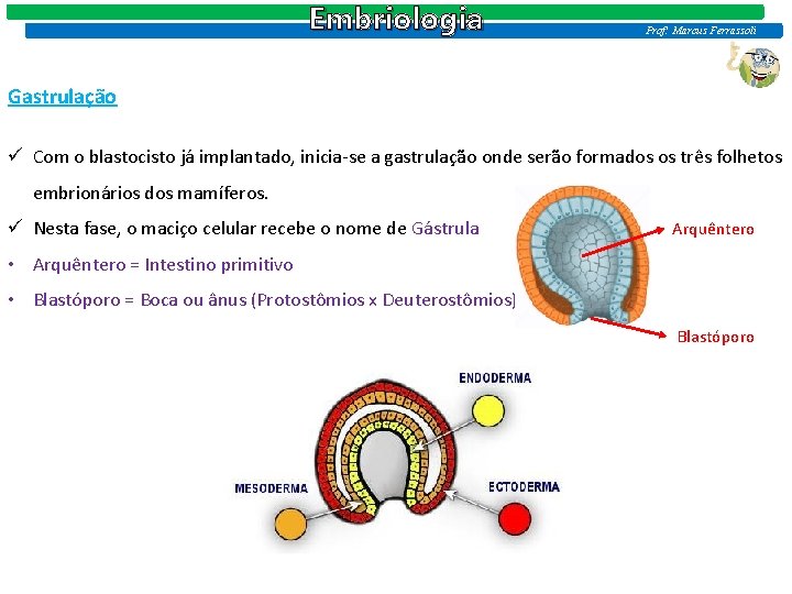 Embriologia Prof: Marcus Ferrassoli Gastrulação ü Com o blastocisto já implantado, inicia-se a gastrulação Embriologia Prof: Marcus Ferrassoli Gastrulação ü Com o blastocisto já implantado, inicia-se a gastrulação