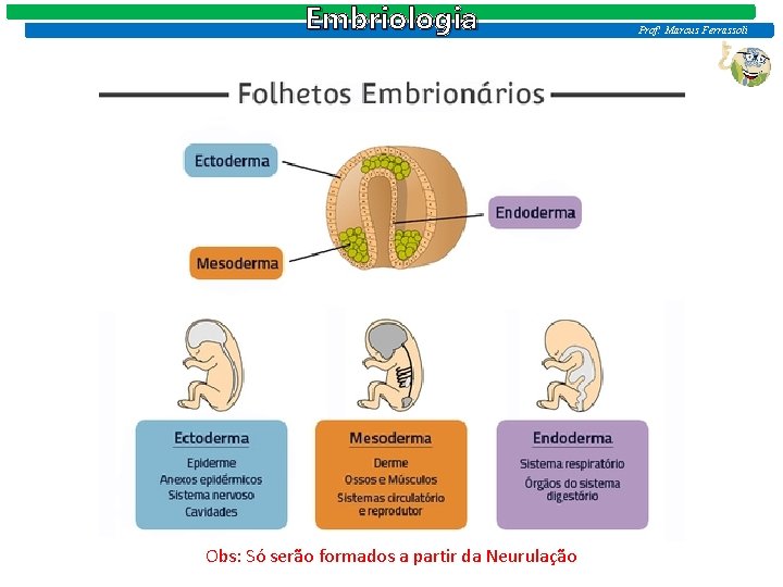 Embriologia Obs: Só serão formados a partir da Neurulação Prof: Marcus Ferrassoli 