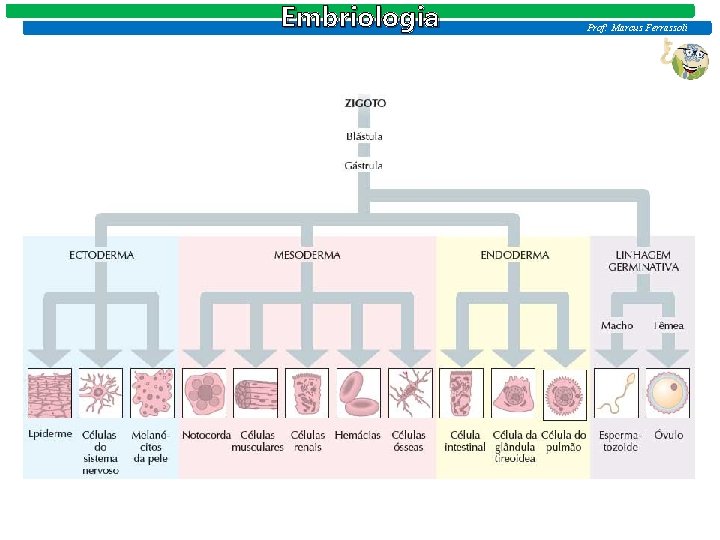 Embriologia Prof: Marcus Ferrassoli Embriologia Prof: Marcus Ferrassoli
