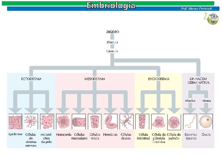 Embriologia Prof: Marcus Ferrassoli 