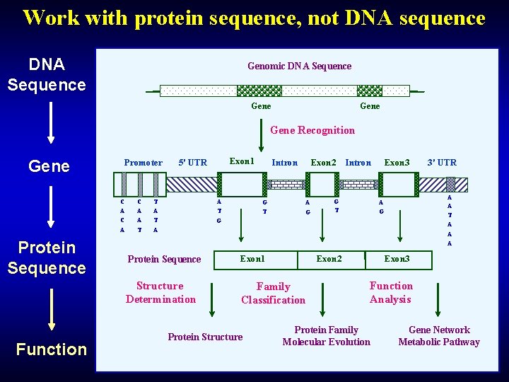 Work with protein sequence, not DNA sequence DNA Sequence Genomic DNA Sequence Gene Recognition