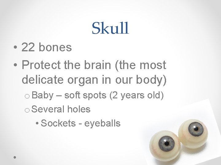 Skull • 22 bones • Protect the brain (the most delicate organ in our