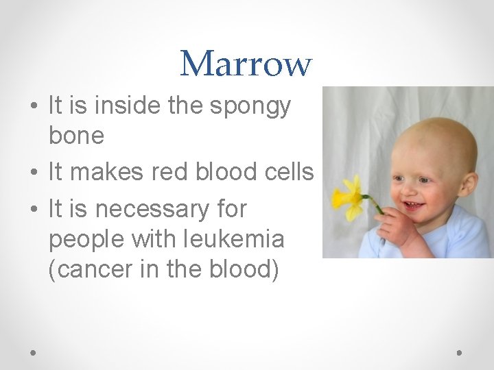 Marrow • It is inside the spongy bone • It makes red blood cells