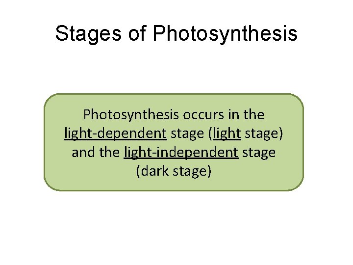 Stages of Photosynthesis occurs in the light-dependent stage (light stage) and the light-independent stage