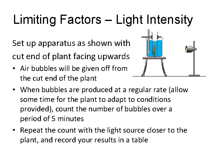 Limiting Factors – Light Intensity Set up apparatus as shown with cut end of