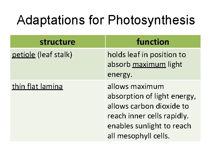 Adaptations for Photosynthesis structure petiole (leaf stalk) thin flat lamina function holds leaf in