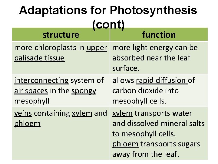 Adaptations for Photosynthesis (cont) structure function more chloroplasts in upper more light energy can