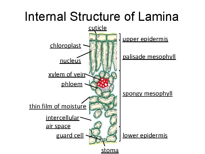 Internal Structure of Lamina cuticle upper epidermis chloroplast palisade mesophyll nucleus xylem of vein