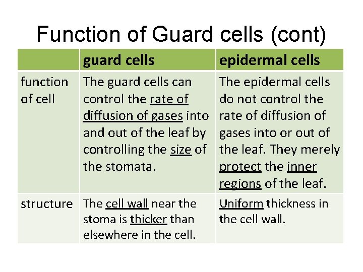 Function of Guard cells (cont) function of cell guard cells epidermal cells The guard