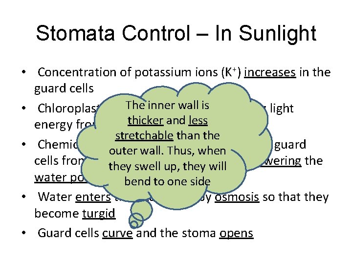 Stomata Control – In Sunlight • Concentration of potassium ions (K+) increases in the