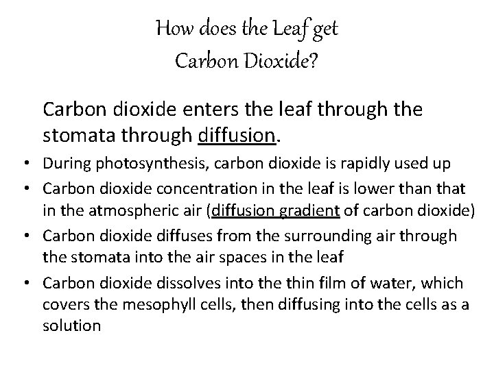 How does the Leaf get Carbon Dioxide? Carbon dioxide enters the leaf through the