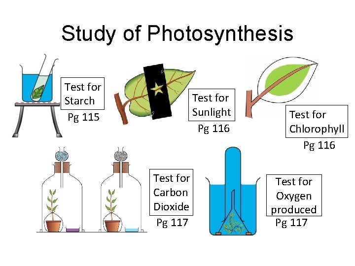 Study of Photosynthesis Test for Starch Pg 115 Test for Sunlight Pg 116 Test