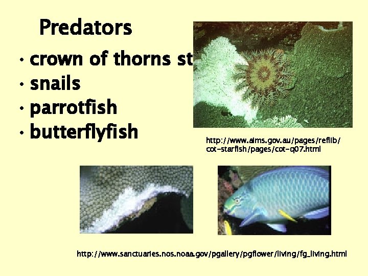 Predators • crown of thorns starfish • snails • parrotfish • butterflyfish http: //www.