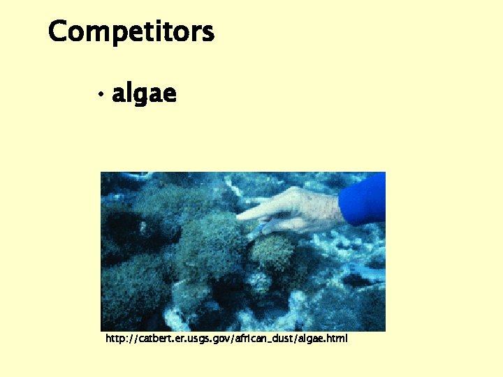 Competitors • algae http: //catbert. er. usgs. gov/african_dust/algae. html 