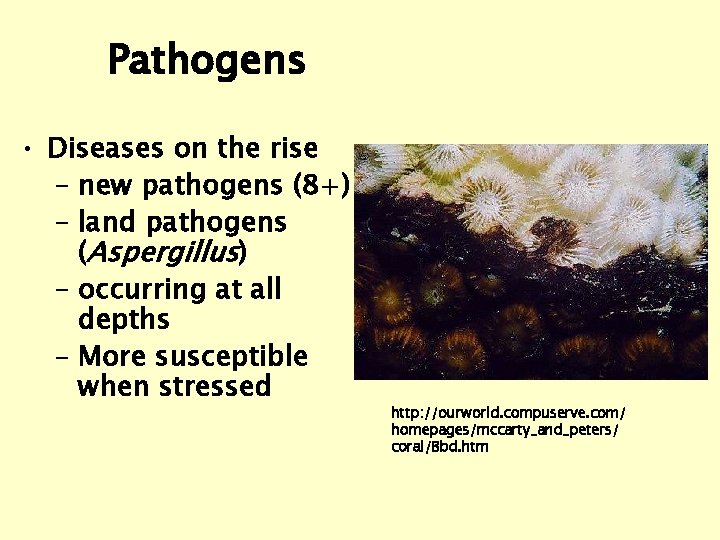 Pathogens • Diseases on the rise – new pathogens (8+) – land pathogens (Aspergillus)