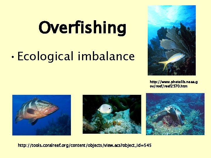 Overfishing • Ecological imbalance http: //www. photolib. noaa. g ov/reef 2570. htm http: //tools.