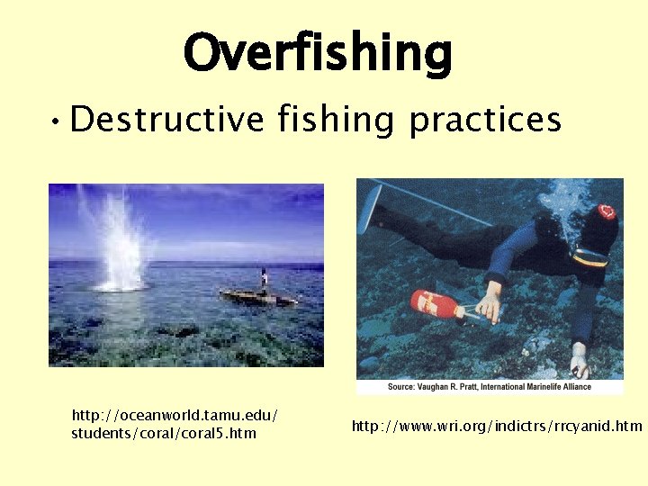 Overfishing • Destructive fishing practices http: //oceanworld. tamu. edu/ students/coral 5. htm http: //www.
