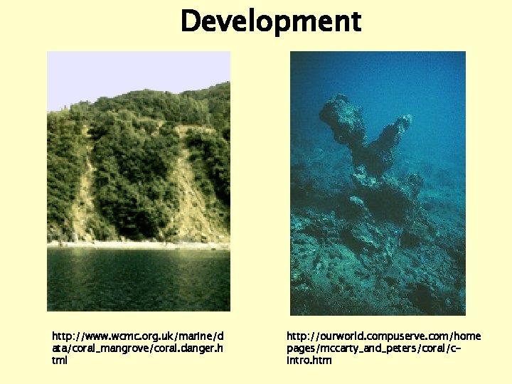 Development http: //www. wcmc. org. uk/marine/d ata/coral_mangrove/coral. danger. h tml http: //ourworld. compuserve. com/home
