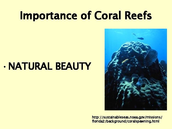 Importance of Coral Reefs • NATURAL BEAUTY http: //sustainableseas. noaa. gov/missions/ florida 2/background/coralspawning. html
