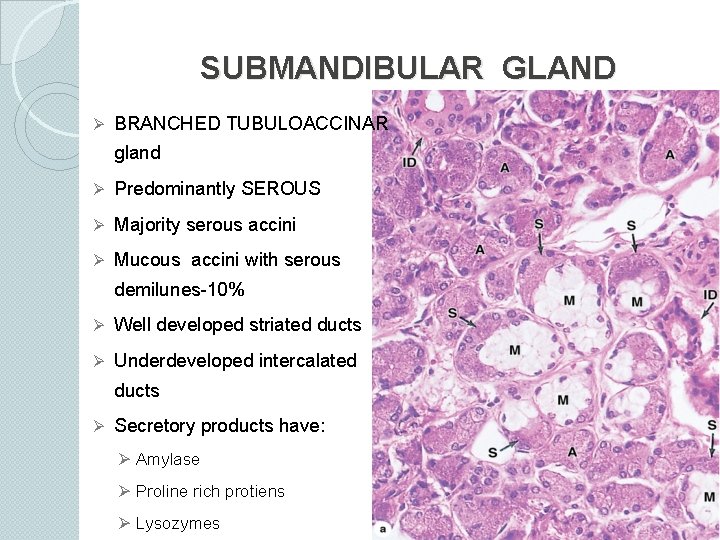 SUBMANDIBULAR GLAND Ø BRANCHED TUBULOACCINAR gland Ø Predominantly SEROUS Ø Majority serous accini Ø
