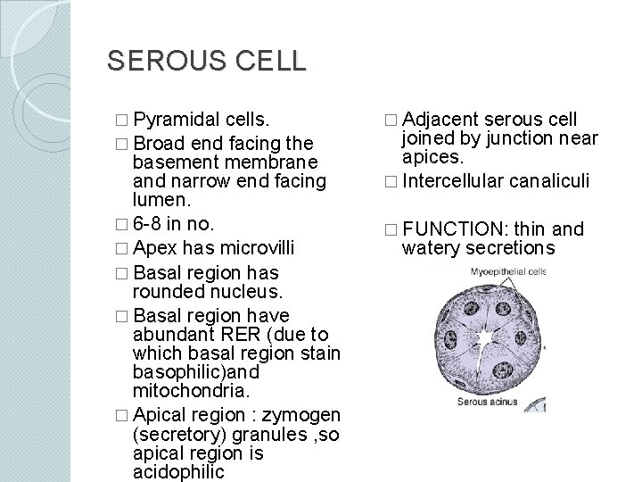 SEROUS CELL � Pyramidal cells. � Broad end facing the basement membrane and narrow