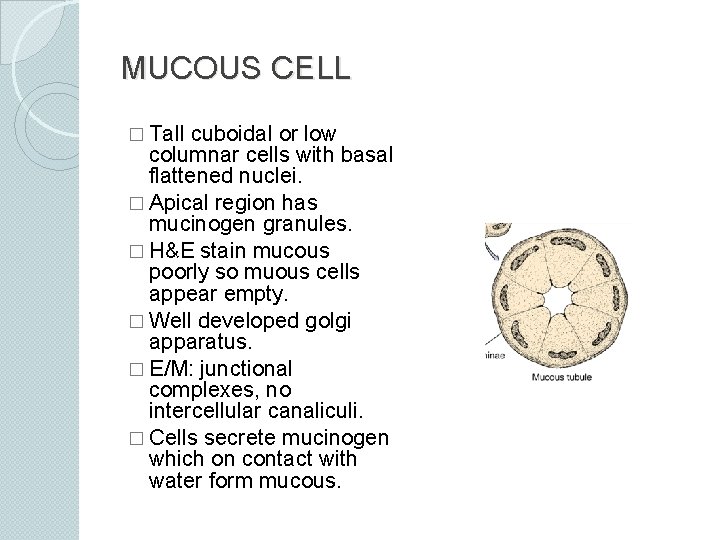 MUCOUS CELL � Tall cuboidal or low columnar cells with basal flattened nuclei. �