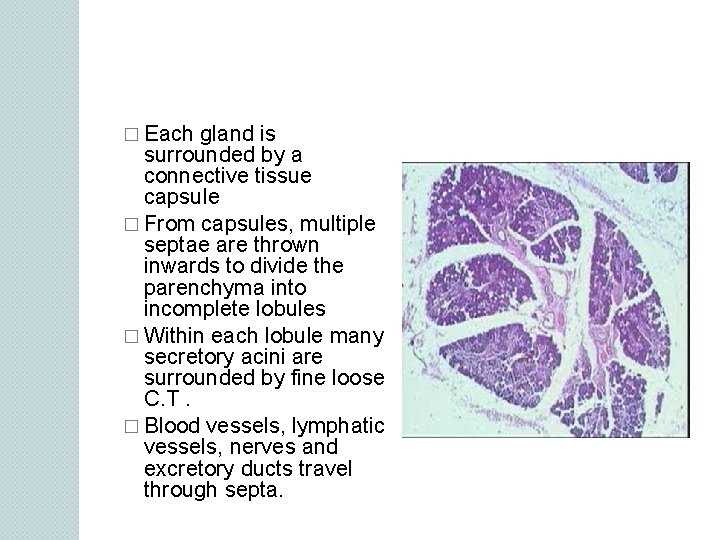 � Each gland is surrounded by a connective tissue capsule � From capsules, multiple